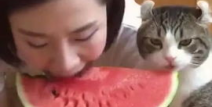 女网红猫咪吃瓜视频,萌态百出引网友热议