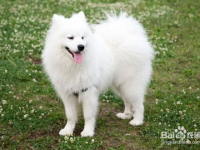 银狐犬和萨摩的区别,体型、外貌、性格全面对比解析