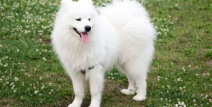 银狐犬和萨摩的区别,体型、外貌、性格全面对比解析