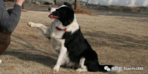 边境牧羊犬怎么训练,从基础到进阶的全面指导
