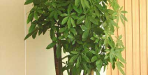 木本植物,生态、经济与观赏价值的综合概述