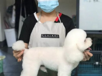 c级宠物美容师,入门基础，开启宠物美容职业生涯的第一步