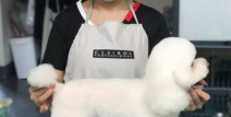 c级宠物美容师,入门基础，开启宠物美容职业生涯的第一步
