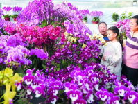 石家庄鲜花