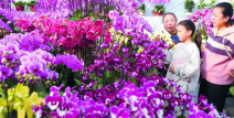 石家庄鲜花